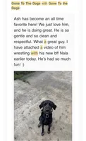 Ash, a male German Shepherd Dog and Poodle - Standard  for sale in London, KY – 2 of 3