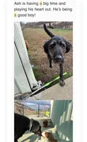 Ash, a male German Shepherd Dog and Poodle - Standard  for sale in London, KY – 3 of 3