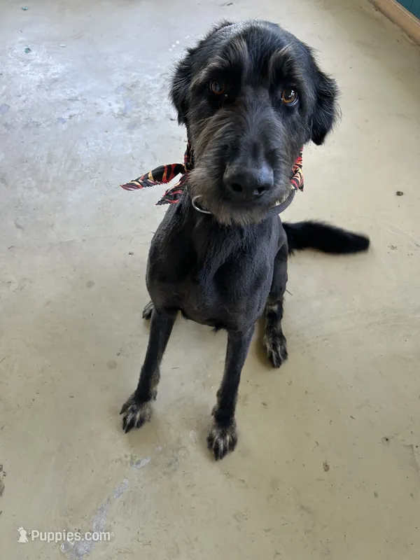 Ash – German Shepherd Dog, Poodle - Standard  puppy for sale in London, KY