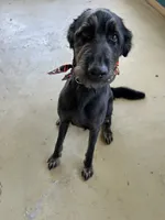 Ash, a male German Shepherd Dog and Poodle - Standard  for sale in London, KY – 1 of 3