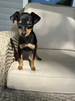 Toby, a male Miniature Pinscher for sale in Goshen, IN – 2 of 5