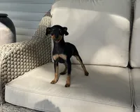 Toby, a male Miniature Pinscher for sale in Goshen, IN – 5 of 5