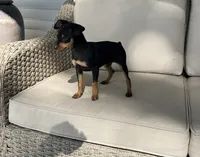 Toby, a male Miniature Pinscher for sale in Goshen, IN – 4 of 5