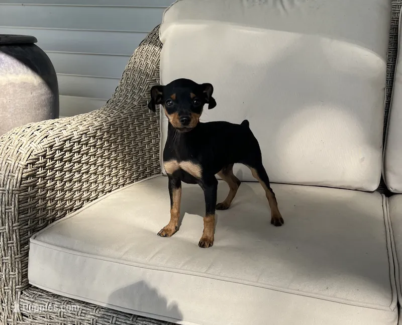 Toby – Miniature Pinscher puppy for sale in Goshen, IN