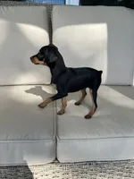 Toby, a male Miniature Pinscher for sale in Goshen, IN – 3 of 5