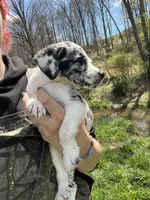 Munchkin, a male Australian Shepherd and Mountain Cur for sale in Buckhannon, WV – Photo 3 of 4