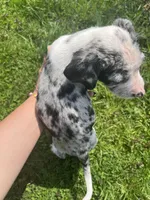 Munchkin, a male Australian Shepherd and Mountain Cur for sale in Buckhannon, WV – Photo 4 of 4