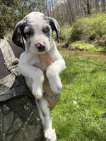 Munchkin, a male Australian Shepherd and Mountain Cur for sale in Buckhannon, WV – Photo 2 of 4