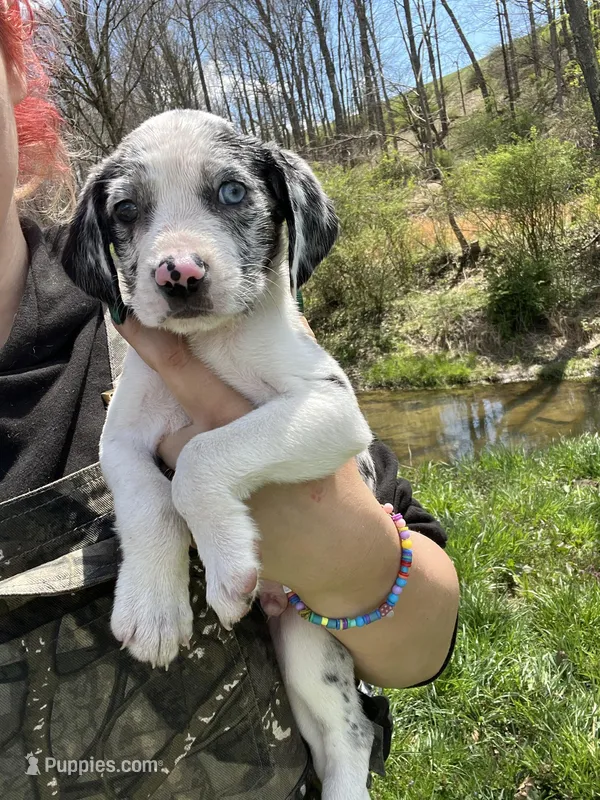 Munchkin – Australian Shepherd, Mountain Cur puppy for sale in Buckhannon, WV