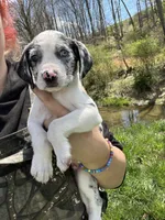Munchkin, a male Australian Shepherd and Mountain Cur for sale in Buckhannon, WV – Photo 1 of 4