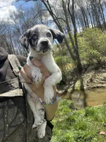 Dunkin , a male Mountain Cur for sale in Buckhannon, WV – Photo 3 of 4