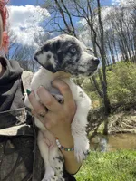 Dunkin , a male Mountain Cur for sale in Buckhannon, WV – Photo 2 of 4
