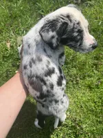 Dunkin , a male Mountain Cur for sale in Buckhannon, WV – Photo 4 of 4