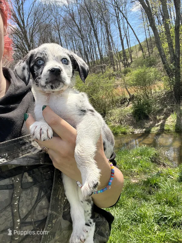 Dunkin  – Mountain Cur puppy for sale in Buckhannon, WV