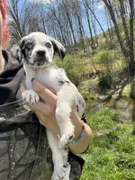 Dunkin , a male Mountain Cur for sale in Buckhannon, WV – Photo 1 of 4