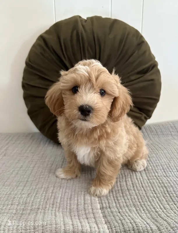 Louie – Havapoo puppy for sale in Westminster, SC