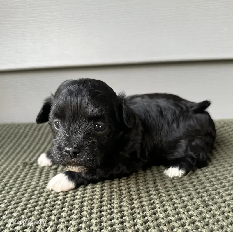 Finn – Havanese puppy for sale in Westminster, SC