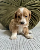 Chester, a male Havapoo for sale in Westminster, SC – 2 of 3