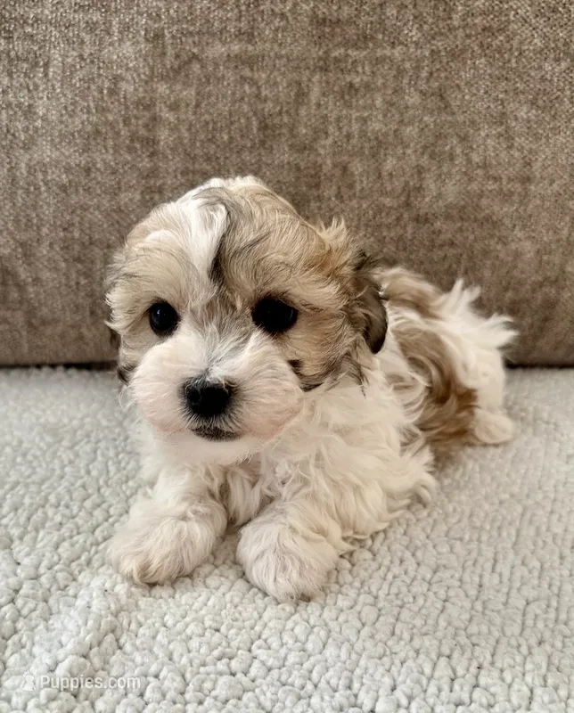 Ivy – Havanese puppy for sale in Westminster, SC