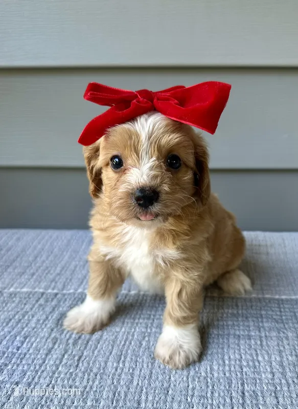 Molly – Havapoo puppy for sale in Westminster, SC
