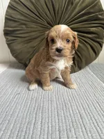 Bailey, a female Havapoo for sale in Westminster, SC – 2 of 2