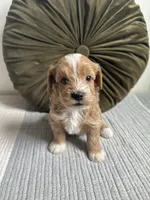 Ollie, a male Havapoo for sale in Westminster, SC – 2 of 3