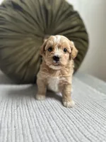 Louie, a male Havapoo for sale in Westminster, SC – 2 of 3