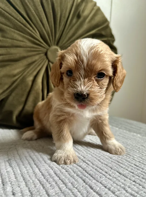 Molly – Havapoo puppy for sale in Westminster, SC