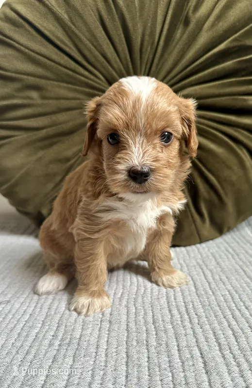 Bailey – Havapoo puppy for sale in Westminster, SC