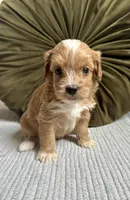 Bailey, a female Havapoo for sale in Westminster, SC – 1 of 2
