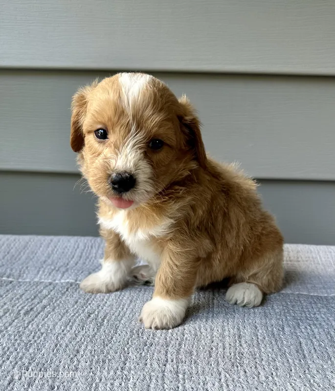 Chester – Havapoo puppy for sale in Westminster, SC