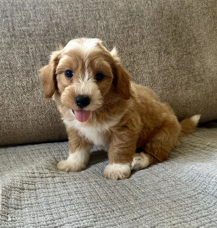 Chester – Havapoo puppy for sale in Westminster, SC