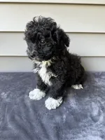 Max, a male Havapoo for sale in Westminster, SC – 2 of 2
