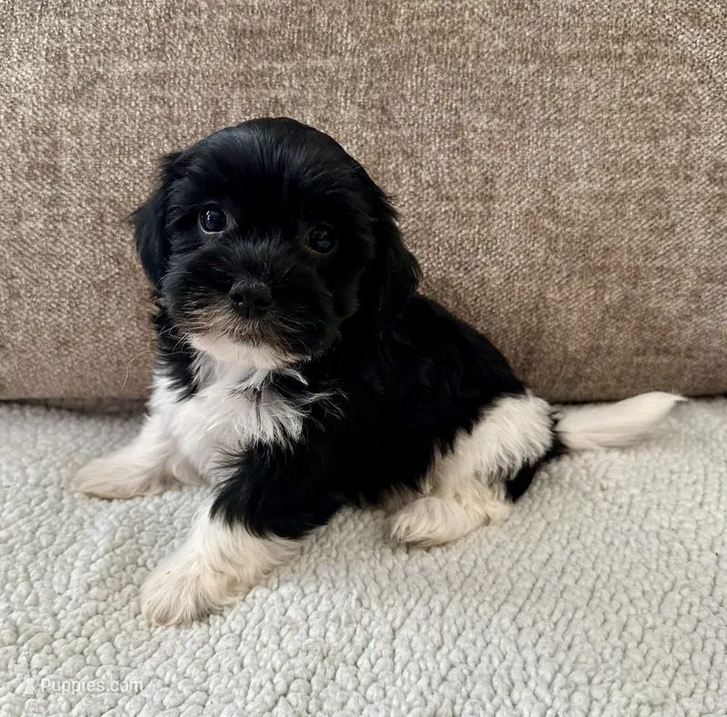 Indie – Havanese puppy for sale in Westminster, SC