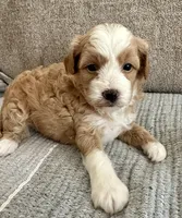 Flower, a female Havapoo for sale in Westminster, SC – 2 of 2