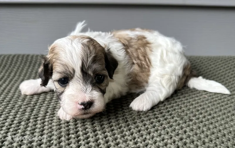 Ivy – Havanese puppy for sale in Westminster, SC