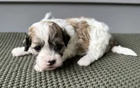 Ivy, a female Havanese for sale in Westminster, SC – 1 of 2