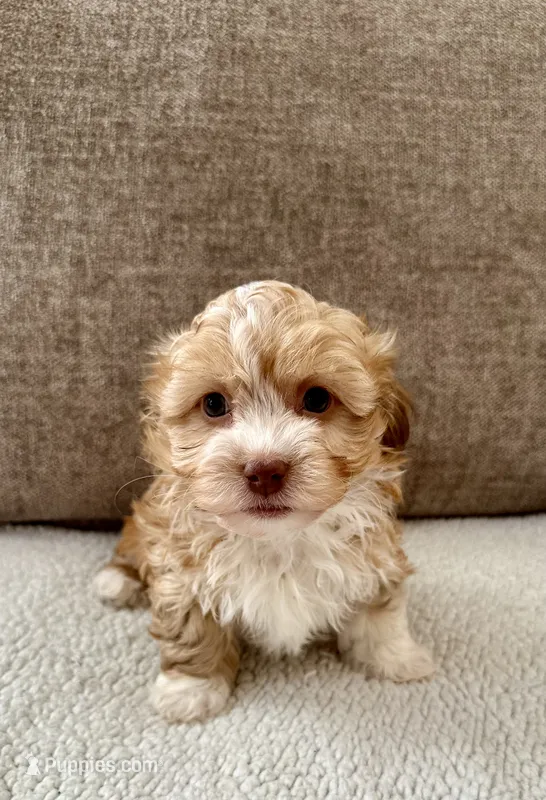 Goldie – Havanese puppy for sale in Westminster, SC