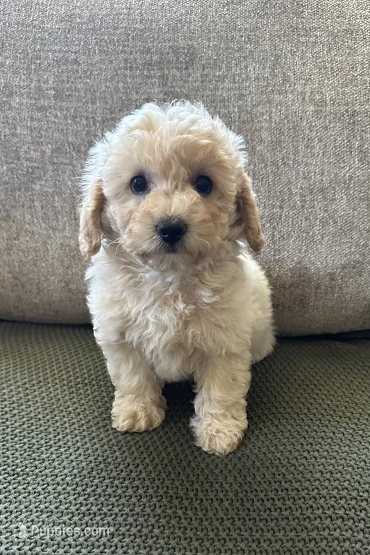 Ember – Havapoo puppy for sale in Westminster, SC
