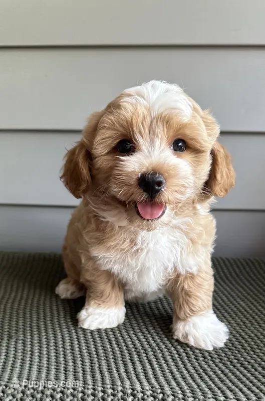 Oscar – Havapoo puppy on hold in Westminster, SC