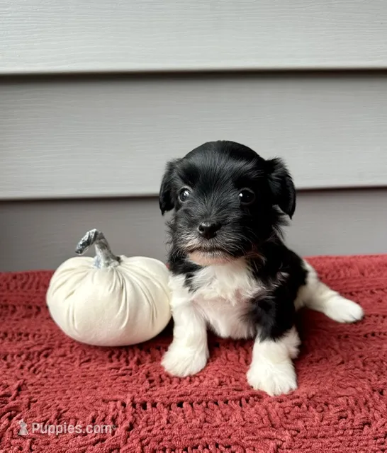 Indie – Havanese puppy for sale in Westminster, SC