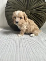 Louie, a male Havapoo for sale in Westminster, SC – 3 of 3