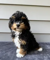 Bonnie, a female Havapoo for sale in Westminster, SC – 1 of 2