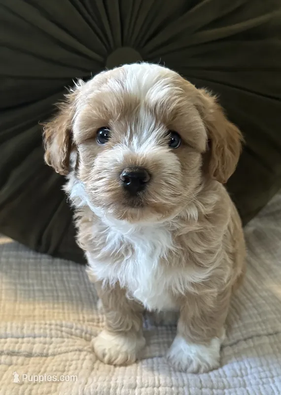 Oscar – Havapoo puppy for sale in Westminster, SC
