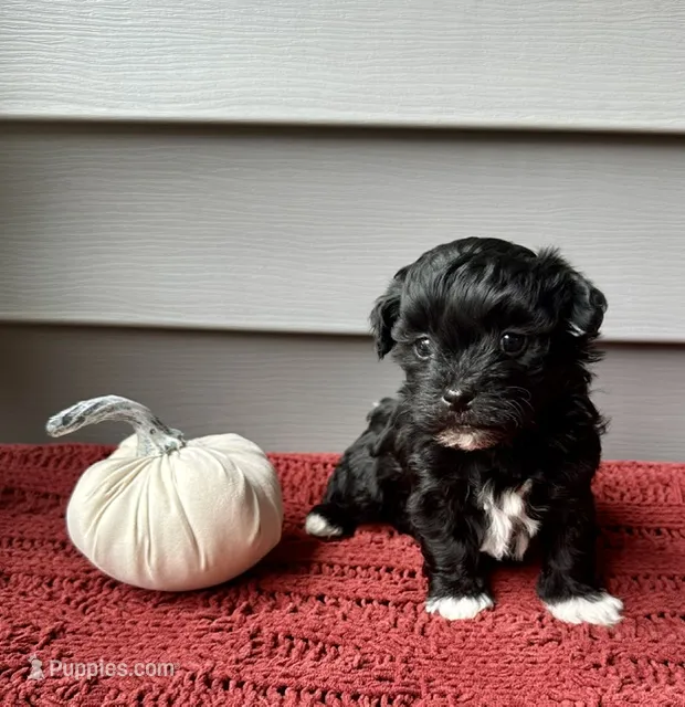 Finn – Havanese puppy for sale in Westminster, SC