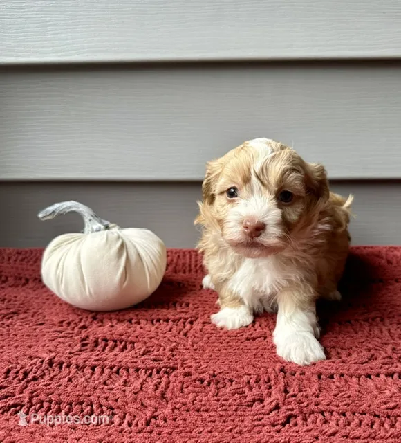 Goldie – Havanese puppy for sale in Westminster, SC