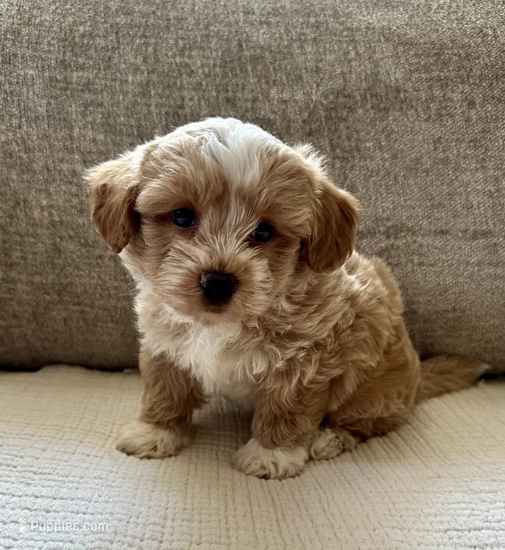 Oscar – Havapoo puppy for sale in Westminster, SC