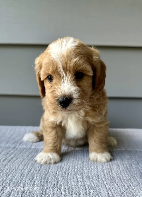 Ollie – Havapoo puppy for sale in Westminster, SC