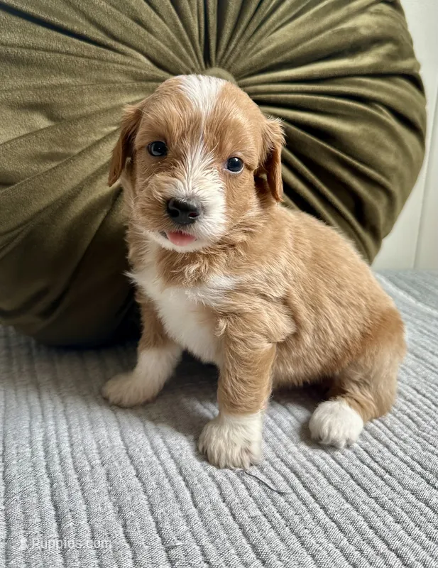Chester – Havapoo puppy for sale in Westminster, SC