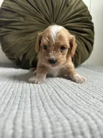 Molly, a female Havapoo for sale in Westminster, SC – 2 of 3
